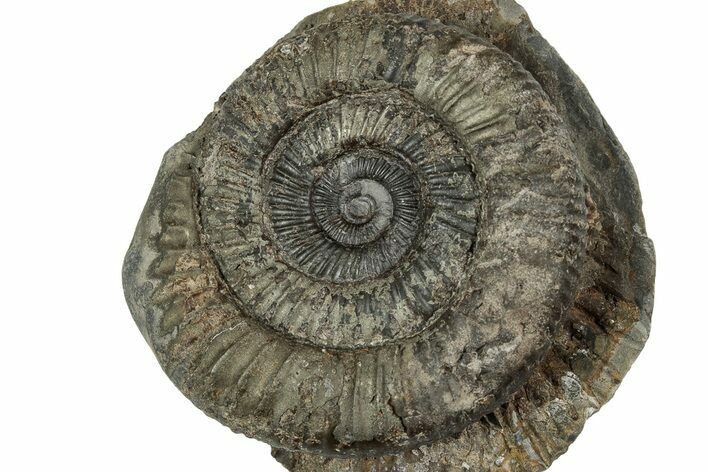 Jurassic Ammonite (Dactylioceras) Fossil - England #351305